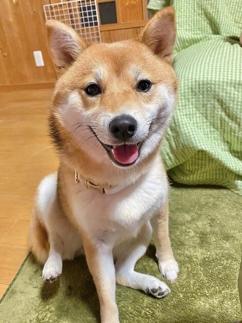 提供：shiba_mugi_さん
