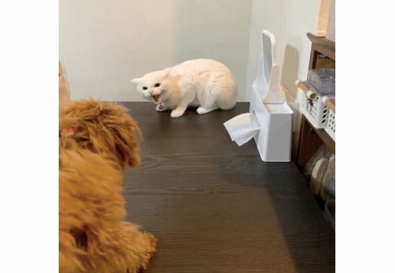 妹宅の犬と初対面（提供：ハク様）