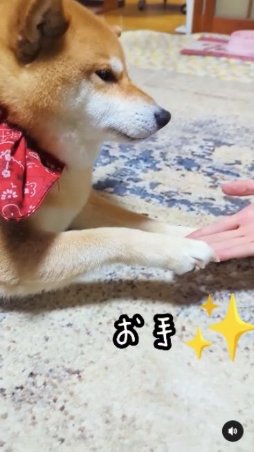 提供：柴犬スティーブch【コーギーと猫を添えて】さん