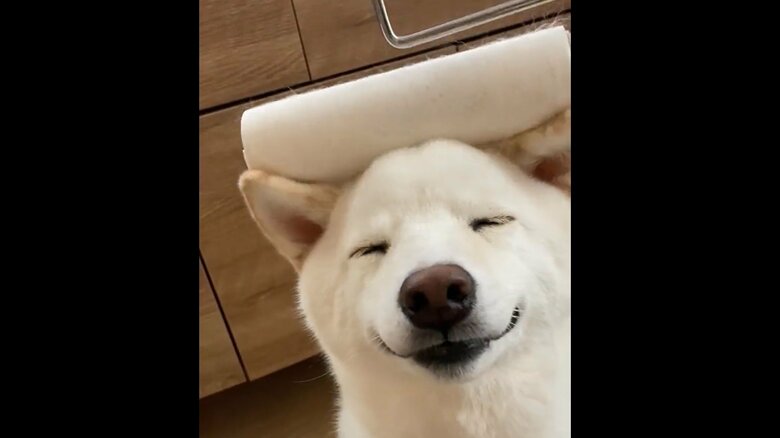 コロコロで毛を取るとこの表情である