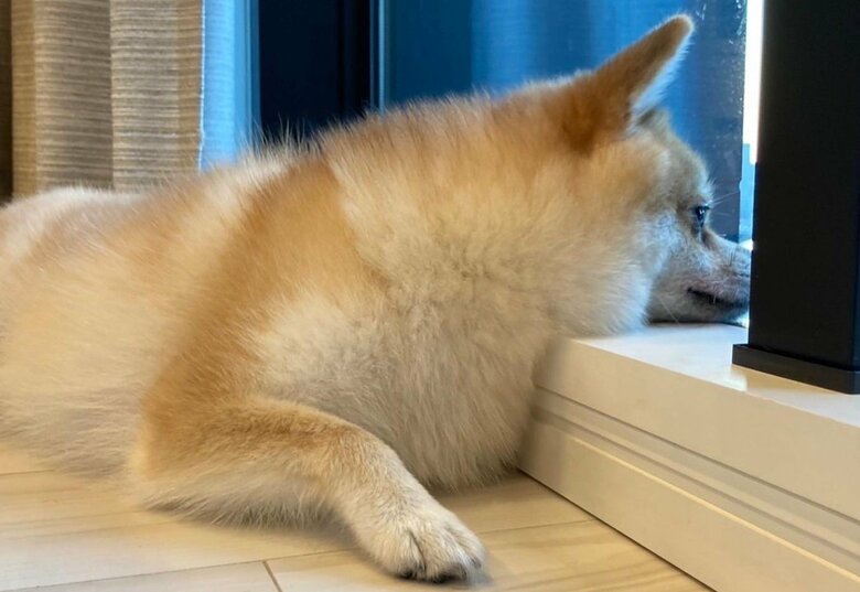 窓の外を警戒中