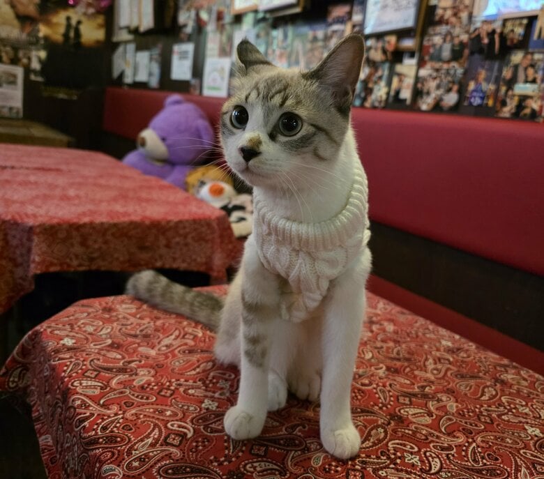 店の看板猫 こよみちゃん