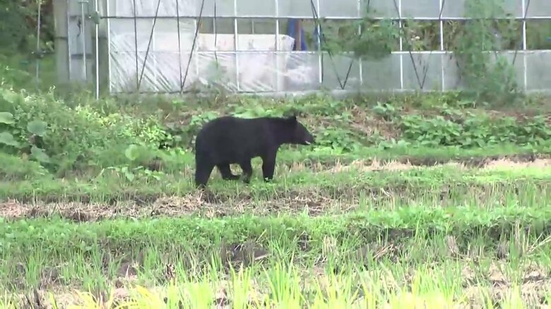雫石町の住宅付近をうろつく成獣のクマ、子グマが捕獲されたわなに近づく