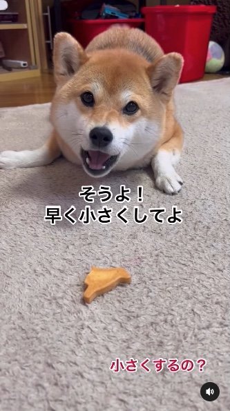 提供：柴犬ゆきちゃん