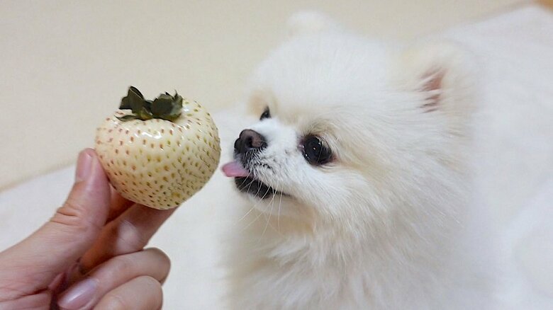 ホワイトデーにイチゴをもらう