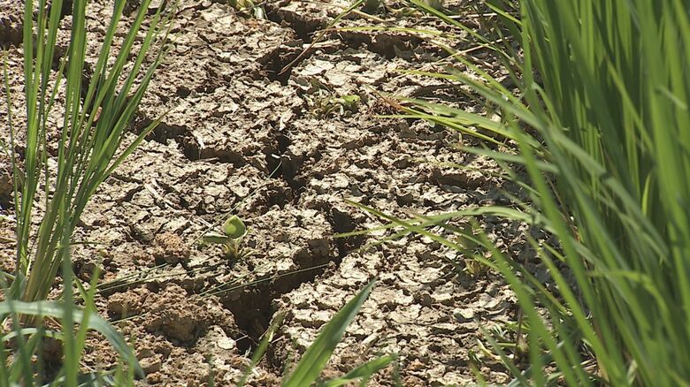 NST新潟総合テレビ