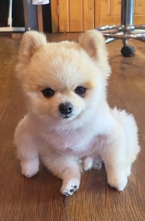 こちらは不思議なポーズのマメすけくん