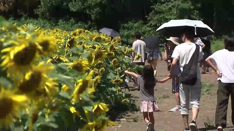多くの人で賑わう「煙山ひまわりパーク」