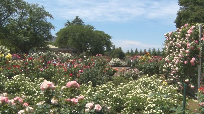 辺りは華やかな香りに包まれる