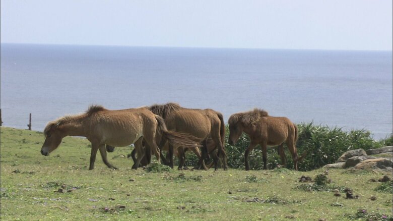 東牧場（沖縄・与那国町）
