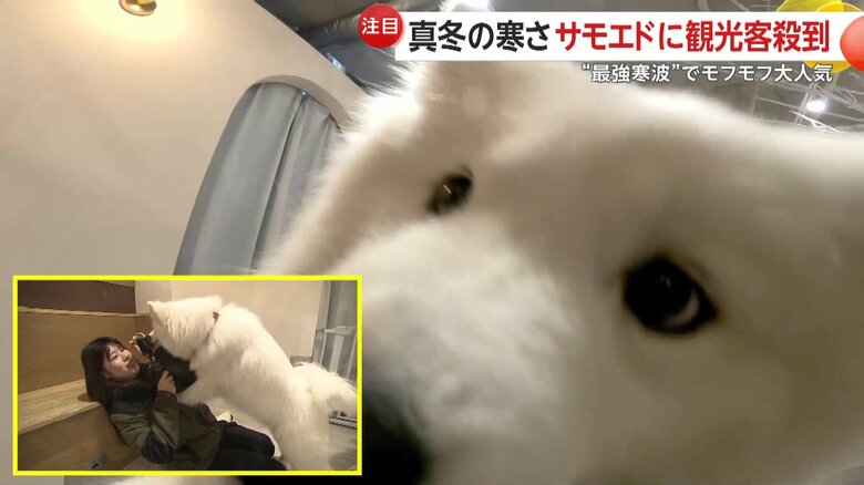 記者もサモエドとのふれあい体験