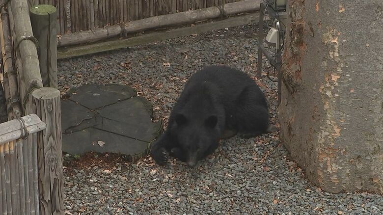 疲れたのか墓地の中で一休みするクマ