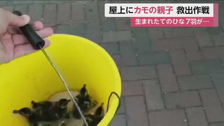バケツにひなを入れ、波止場へ