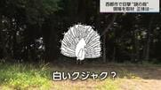 「白いクジャクのような鳥を目撃した」体長50～70センチで「ホッホー」と鳴く“謎の鳥”の正体は「ハッカン」【2025人気記事】
