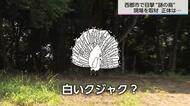 「白いクジャクのような鳥を目撃した」体長50~70センチで「ホッホー」と鳴く その正体は「ハッカン」【宮崎発】