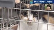 なぜ本屋に猫？「本を売るだけでは生き残れない」　福祉とコラボで異業態へ進出…書店の新戦略【広島発】