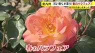 ここでしか見られない新品種も　甘い香りが漂う「春のバラフェア」約560品種3500株がお出迎え　北九州市のグリーンパーク　福岡