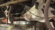 「これを機会に辞めるのも…」被災した酪農家の苦しい胸の内 飼料高騰も追い打ちに【令和８年熊本地震】