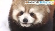 生まれて初めて見る雪に生後8カ月のレッサーパンダは興味津々　国内屈指の豪雪地帯からプレゼント　本来は標高が高く寒冷な地域に生息