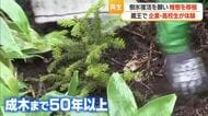 成木になるまで50年以上・種から育てたアオモリトドマツの稚樹を初めて移植　蔵王の樹氷復活願い　山形