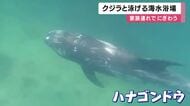 「大きかった！」　クジラのすぐそばで一緒に泳げる海水浴場がオープン　和歌山・太地町　8月16日まで
