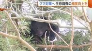 【クマ】新潟県内の推定生息数は8700頭超「対策に向け正確に把握を」　自動撮影カメラの設置増やし精度向上へ