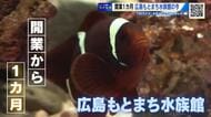 広島もとまち水族館オープン１カ月　アカウミガメなど『いきものたち』は順調に成長　健康診断をツイセキ