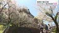 「めちゃきれい」「テンション上がる」延岡市城山公園の桜満開　花見客でにぎわう　