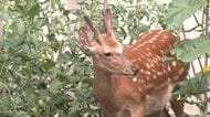 ヒグマ対策の鍵はシカ？『シカを食べる上位種がクマ』札幌市ヒグマ防除隊の隊長が警鐘ー札幌市は家庭菜園用の電気柵を貸し出しへー巨大熊の出没が相次ぐなか高まる接触の可能性 ＜北海道＞