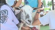 ひるがの高原「牧歌の里」でヤギのシャンプー体験 家族連れが参加し最後はリンスで爽やかな香りに仕上げる