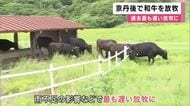 青々とした牧草を頬張る和牛たち　牧場で放牧始まる　鹿の食害と雨不足で草の生育に遅れ　過去最も遅い放牧開始に　京都・京丹後市
