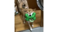 「早く来て~」満面の笑みで何度も遊びに誘ってくる柴犬がカワイイ! “笑う犬”の飼い主に聞いた