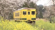咲き誇る「絶景」お届け ローカル線“桜のトンネル”
