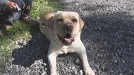 お手柄!飲食店の看板犬が隣人の命救う 倒れていた女性を発見…飼い主に吠えて知らせ救急搬送【長野発】