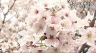 咲き誇る愛媛の春　見頃！松山市・石手川公園と「薄墨桜」【愛媛…
