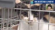 なぜ本屋に猫？「本を売るだけでは生き残れない」　福祉とコラボで異業態へ進出…書店の新戦略【広島発】