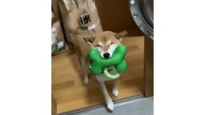 「早く来て~」満面の笑みで何度も遊びに誘ってくる柴犬がカワイイ! “笑う犬”の飼い主に聞いた