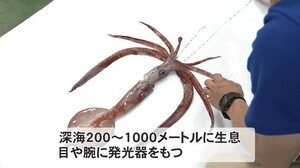 暗い海でユラユラと光りまるで“幽霊”…『ユウレイイカ』県内で5年ぶり捕獲 深海に生息し目や腕に発光器