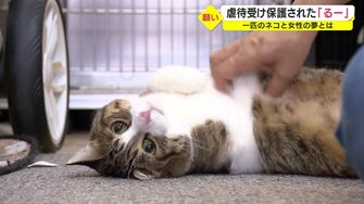虐待受け保護された猫「るー」甘えん坊な性格を生かし人を癒やす 
