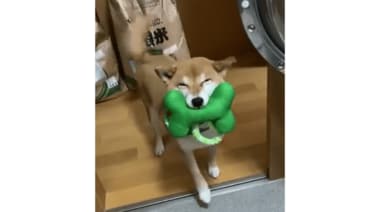 「早く来て~」満面の笑みで何度も遊びに誘ってくる柴犬がカワイイ! “笑う犬”の飼い主に聞いた