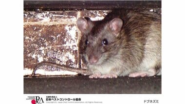 ネズミが出たら自作できる“段ボールトラップ”を試して。一般人の知らない習性と市販ア…