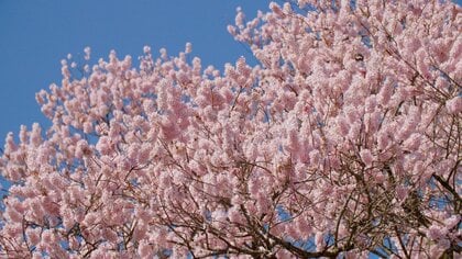 戦時下の伐採を逃れた樹齢100年超のエドヒガンの一本桜、今年も満開に咲き誇る