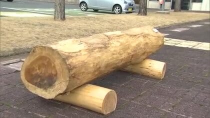 縁起物として注目　国の天然記念物の大イチョウが「長寿のベンチ」に　奈義町にお目見え【岡山】