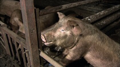 【豚致死率ほぼ100％】「アフリカ豚熱」が世界で拡大　春節を控え警戒強める「持ち込まない、持ち込ませない」