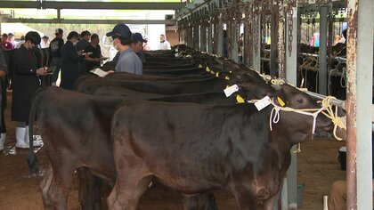飼料高騰に続き子牛の価格も下落　貯蓄を切り崩しながらしのぐ農家も…危機に立たされている繁殖農家の現状【宮崎発】