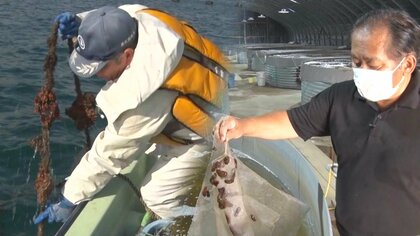 新潟･佐渡の“養殖業”に明暗… 食害対策でカキに明るい兆し!中国への輸出止まり…ナマコ業者は支援求める