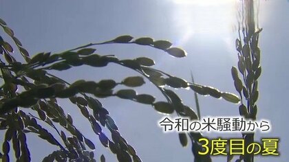農家「早くやめた方が勝ち」新米の”買い取り価格”が急落　JA福井県コシヒカリ内金は60キロ1万7000円　「令和の米騒動」が生んだ「コメ余り」