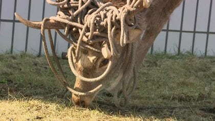 【ロープがぐるぐる巻きに】角にロープが絡んだエゾシカが町内を徘徊中―シカ除けネットなどに突っ込んだか―少なくとも2頭確認「春になると角は自然にとれる。危険なので近づかないで」〈北海道厚岸町〉