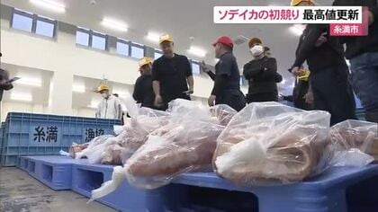 ソデイカのセリ始まる初日の水揚げは約4トン　セリ値は最高値更新