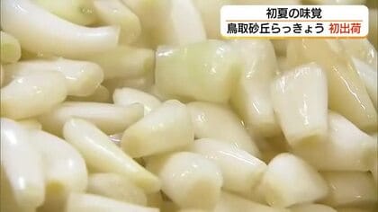 「鳥取砂丘らっきょう」を全国に出荷　甘酢漬けや醤油漬けがおすすめ！しゃきしゃき感を楽しんで